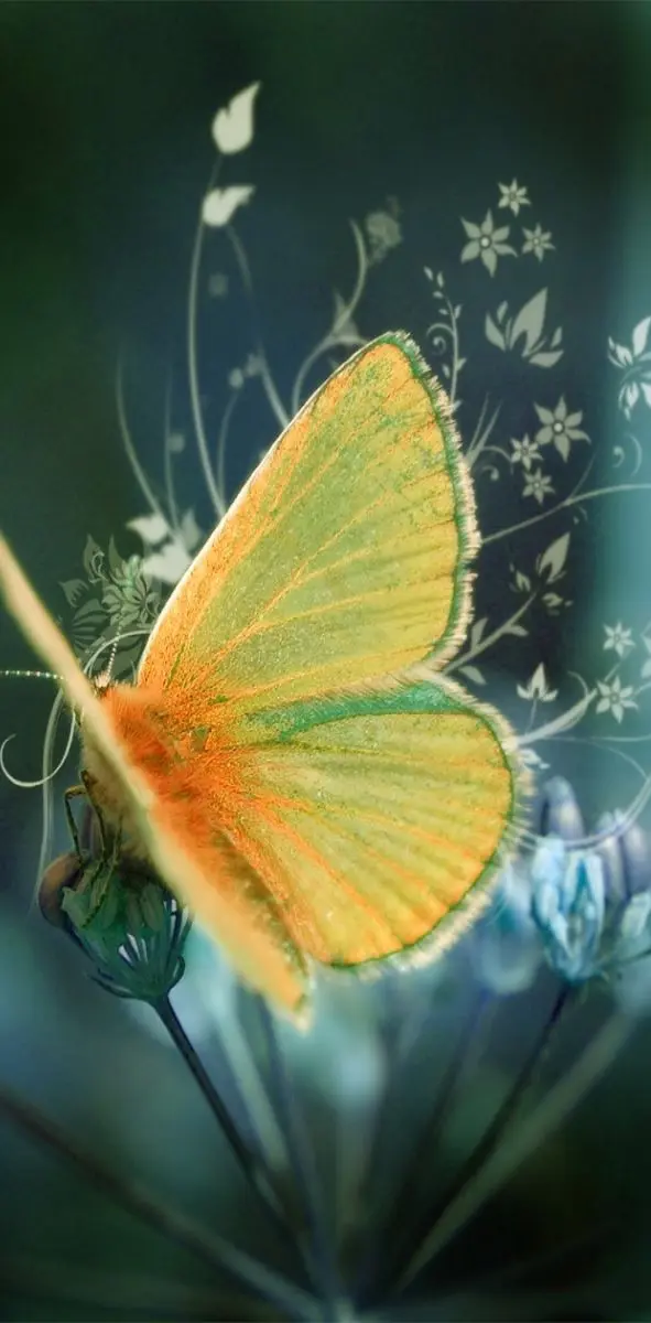 Butterfly Hd