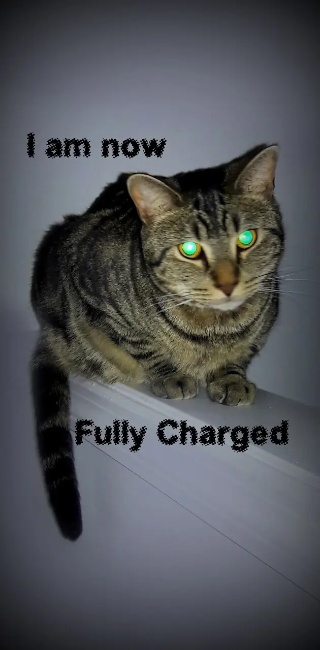 Fully Charged Cat