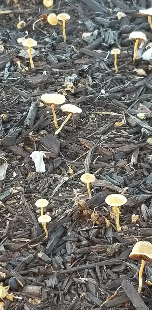 Morning mushrooms
