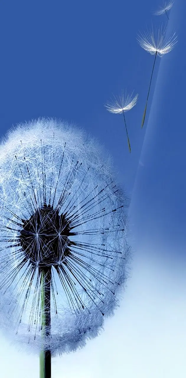 Dandelion