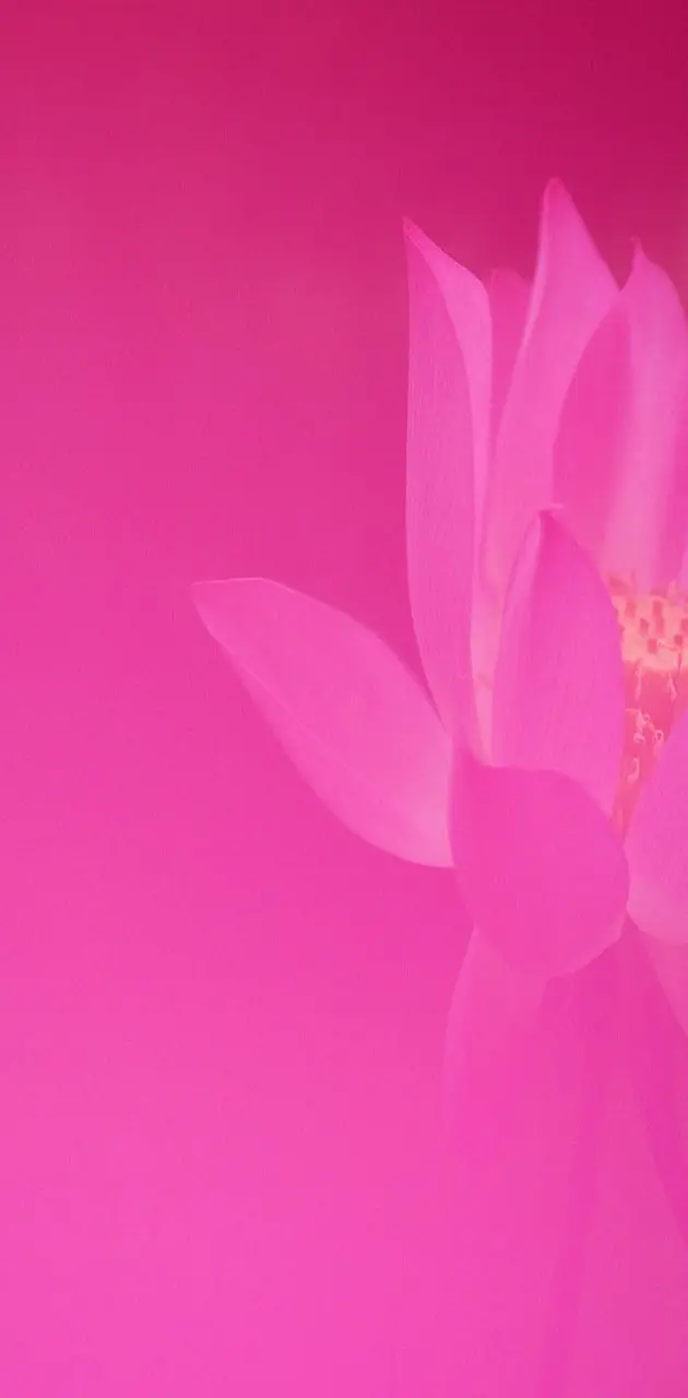 Pink  Lotus