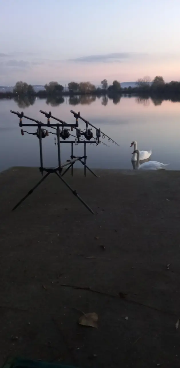 Swans and carp fishing