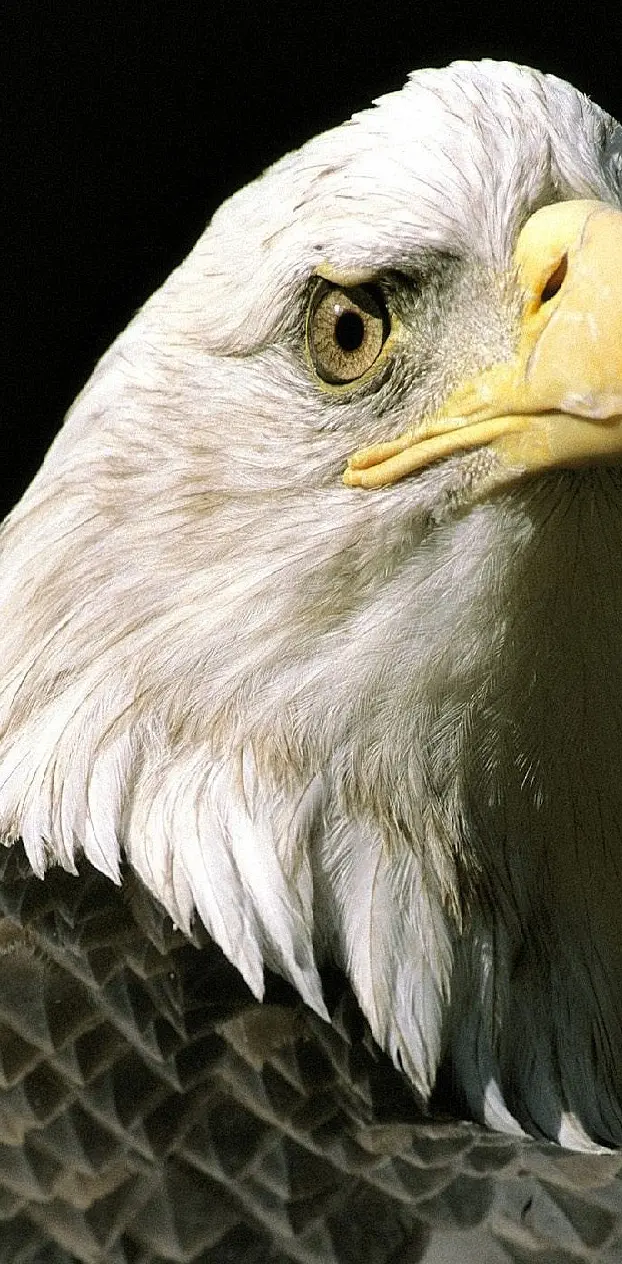 eagle--------------