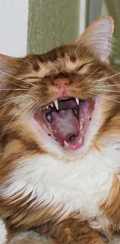Laughing Orange Cat