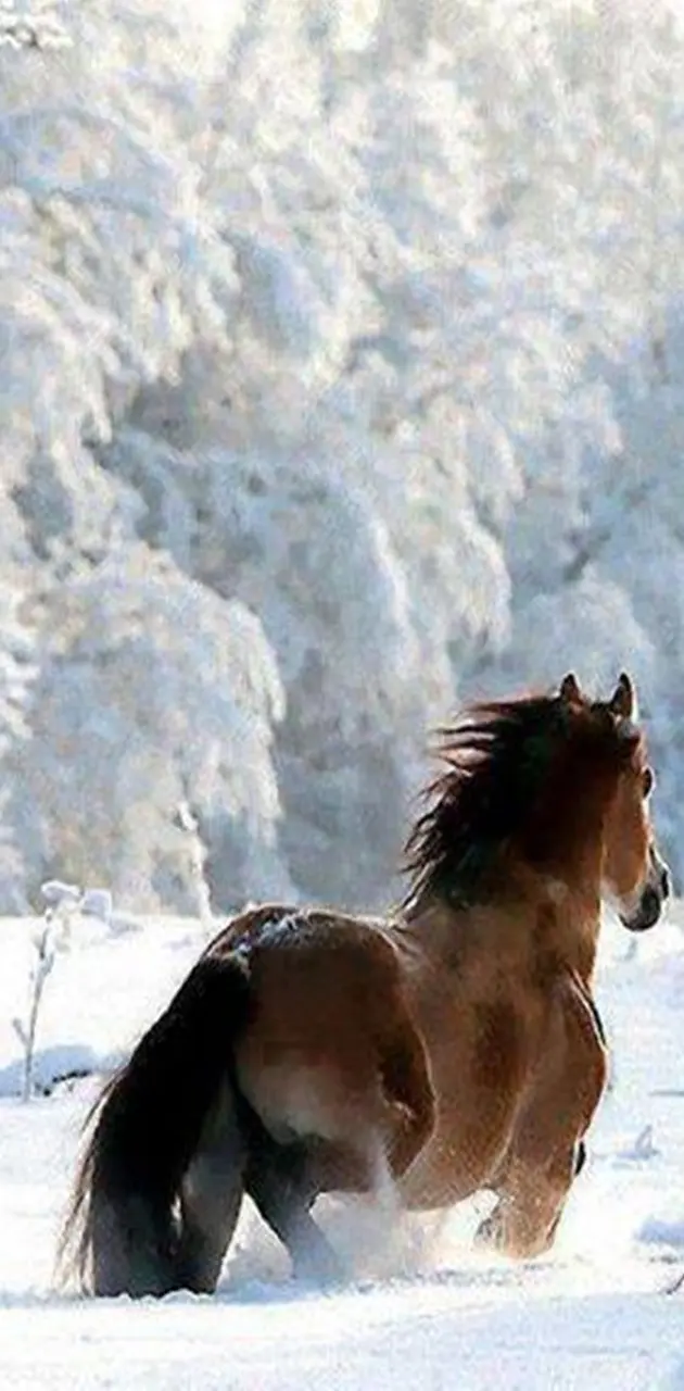 Snow And Horse