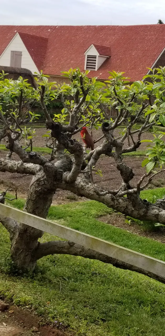 Red Bird In Garden 
