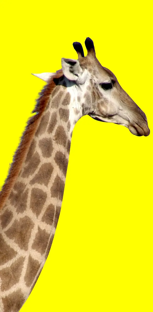 Giraffe Yellow