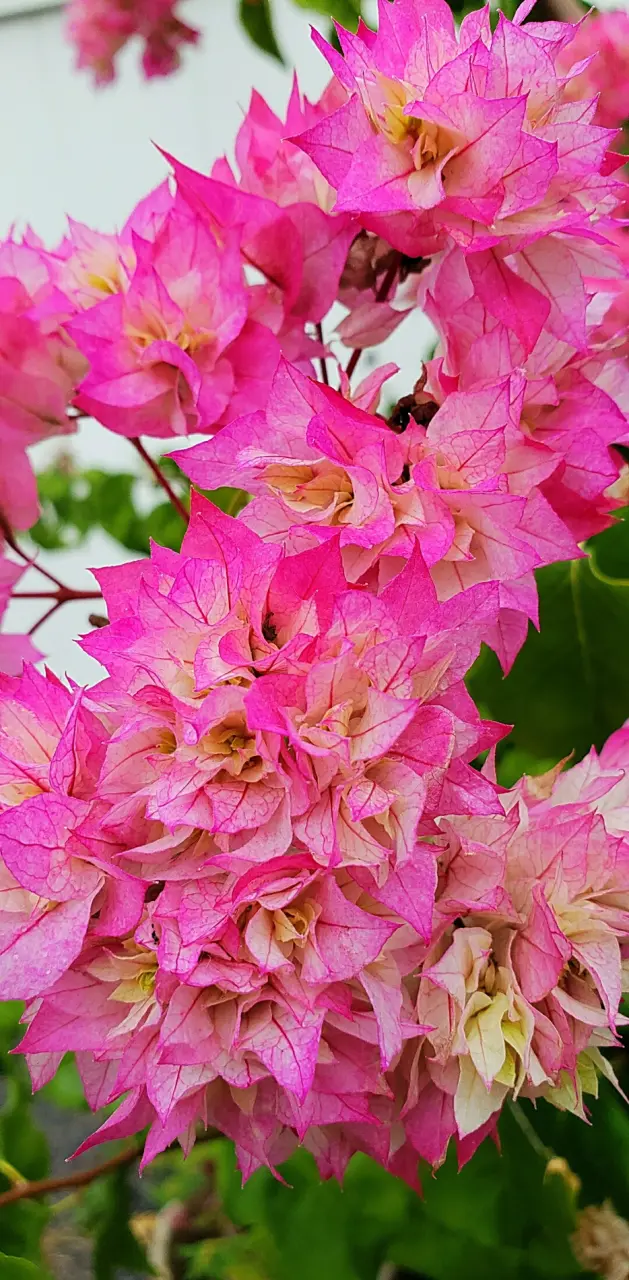 Pink flowers 
