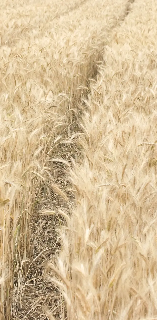 Country Side Wheat