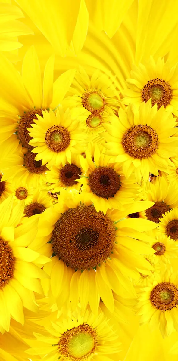 Cool Sunflower