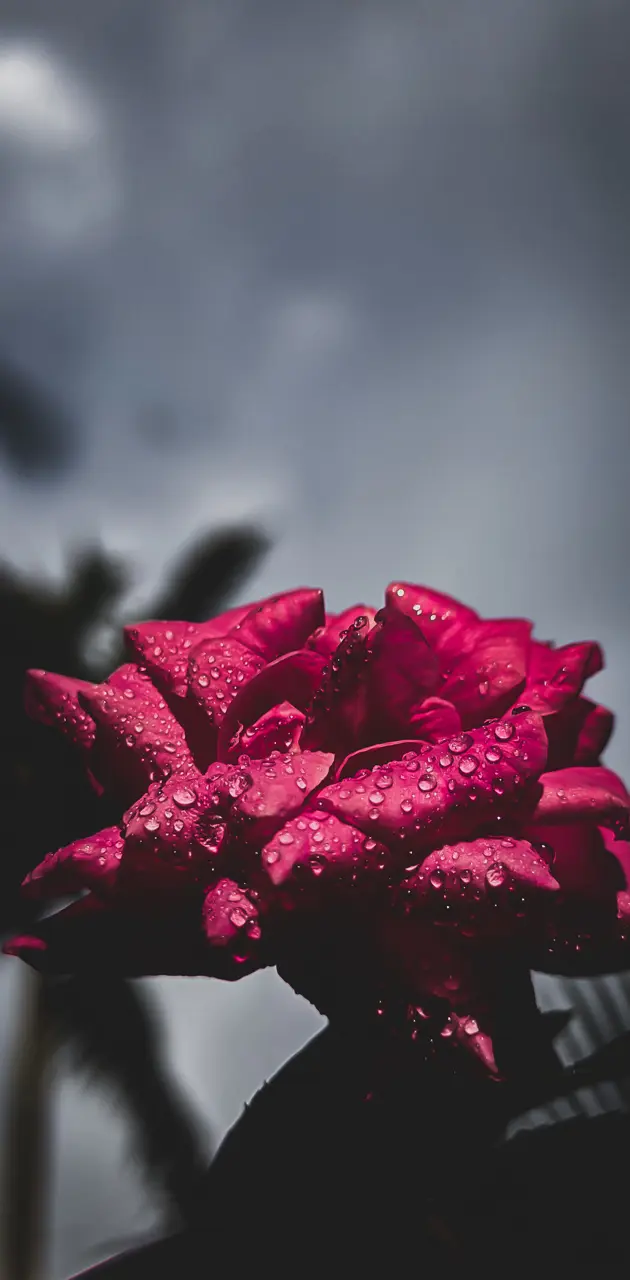 Water droped rose