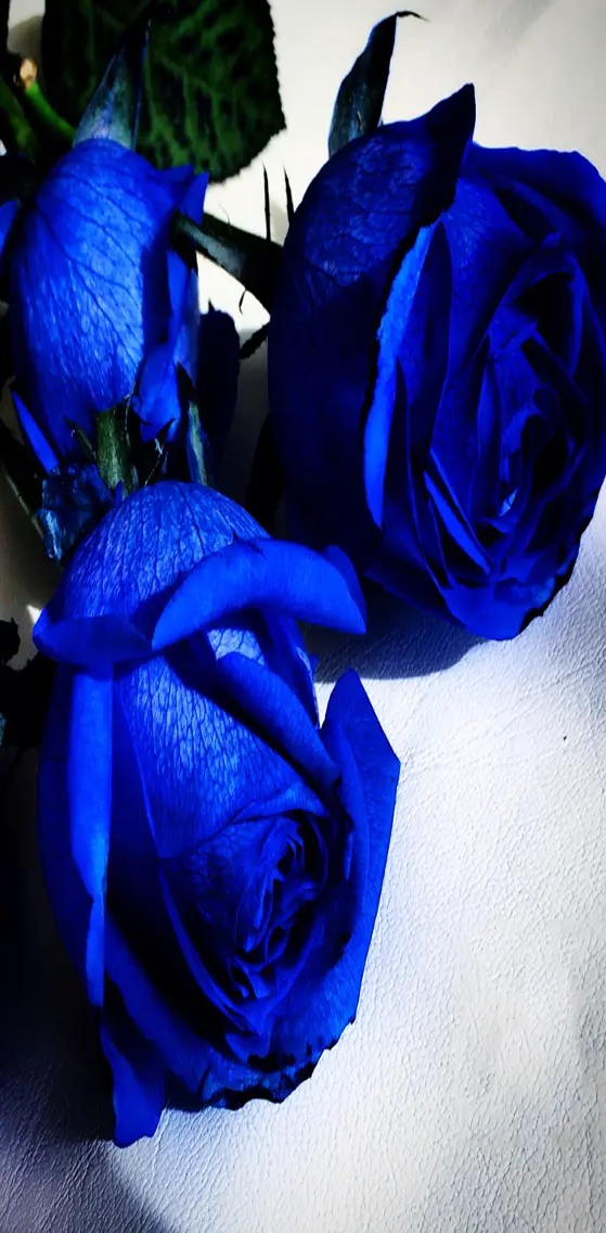 Blue   Roses