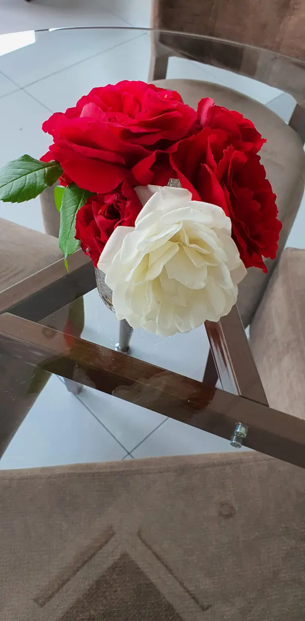 White and Red rose