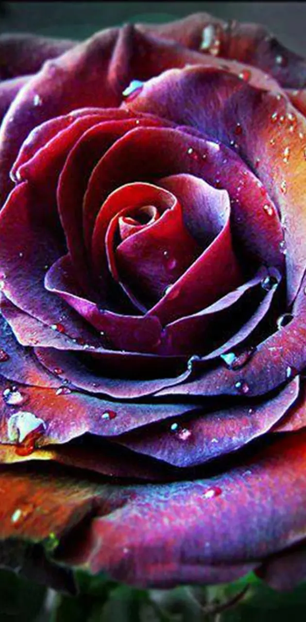 Colorful Rose wallpaper by _Savanna_ - Download on ZEDGE™ | 9e71