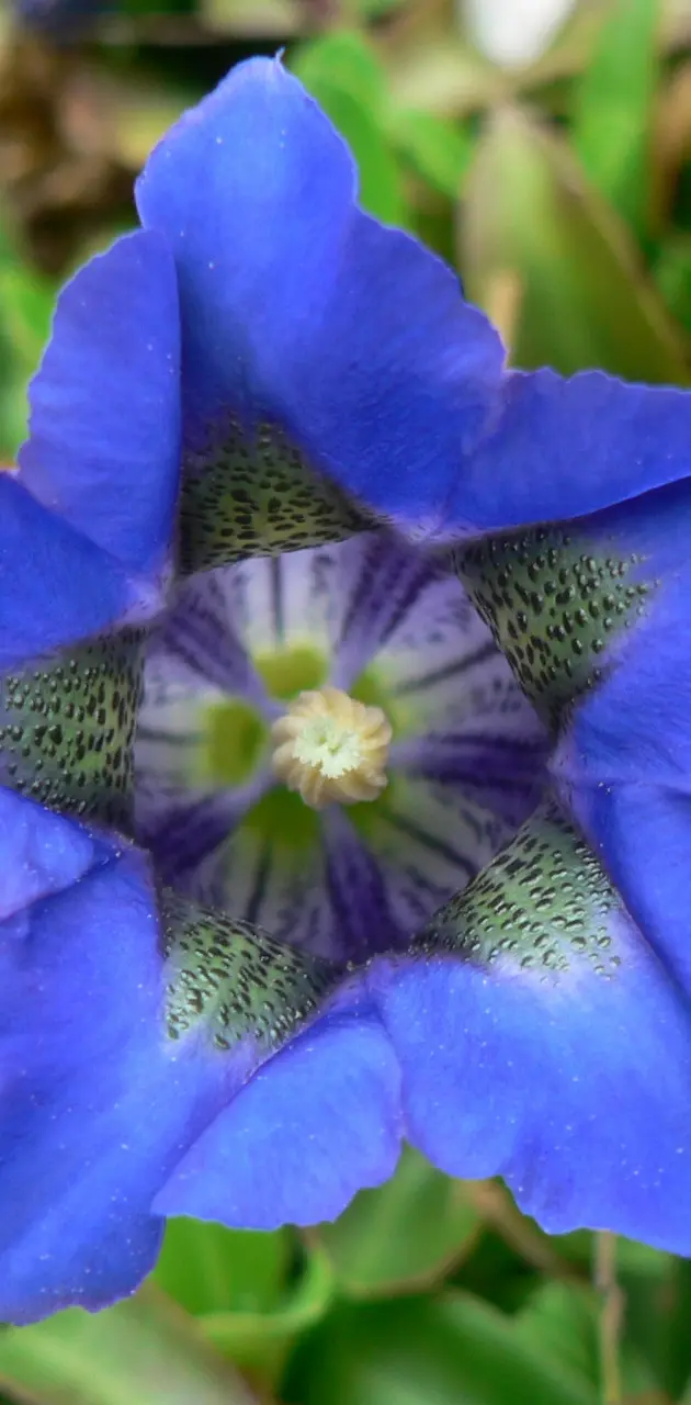 Nice Blue Flower