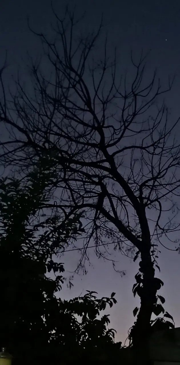 Tree in night