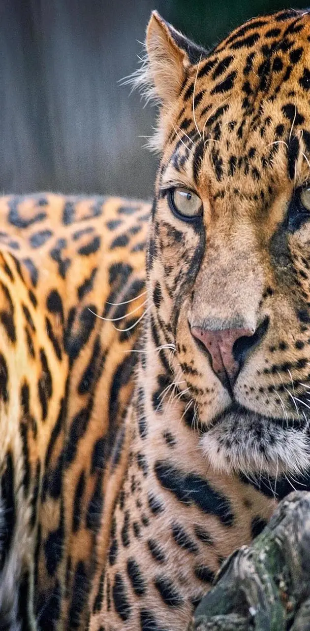 Leopard glance