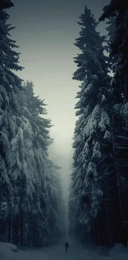 Winter Wood
