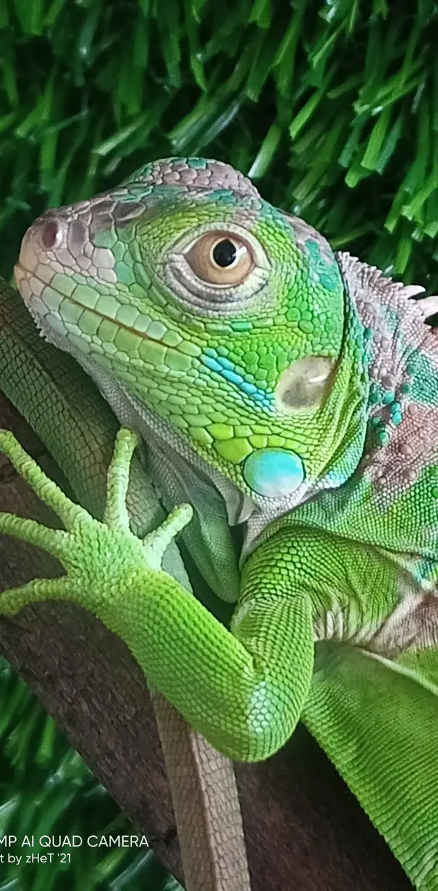 Green Iguana juvenile 