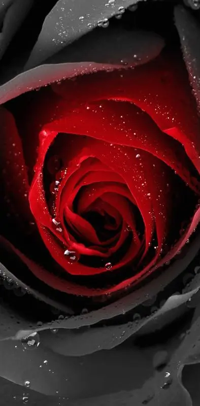 Amazing Rose