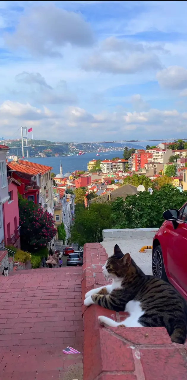 İstanbul kedisi