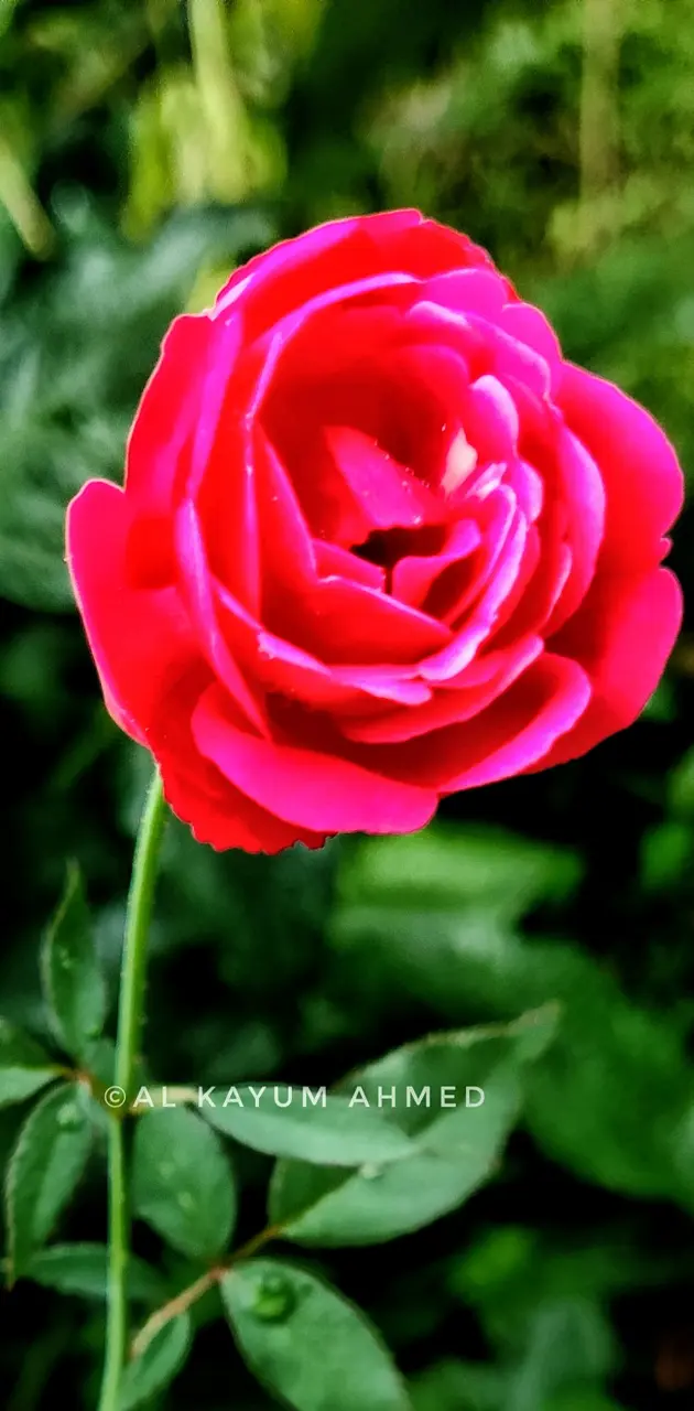 Rose from Assam