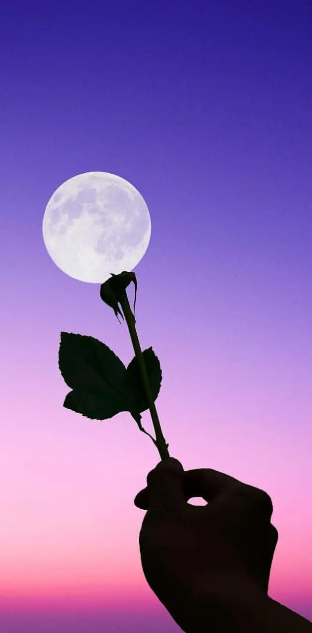 Moon rose