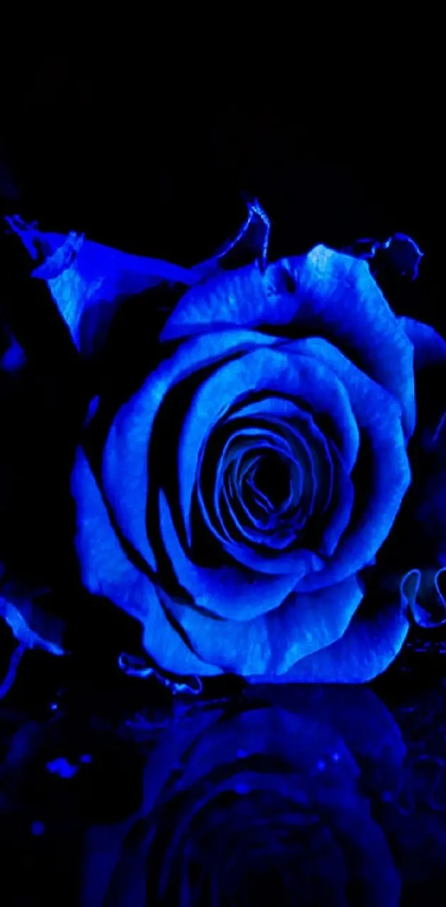 blue rose----------
