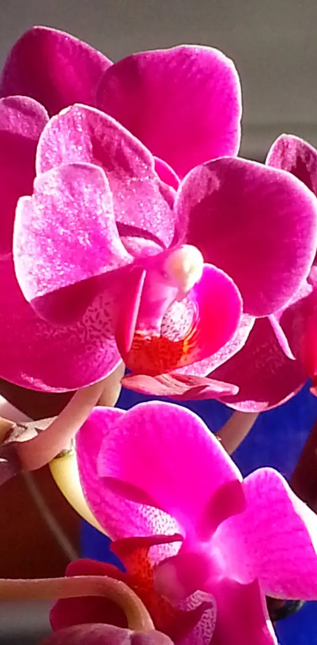 Mini orchid