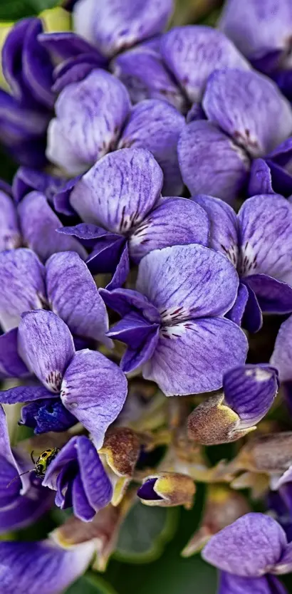 Lt-purple Flower