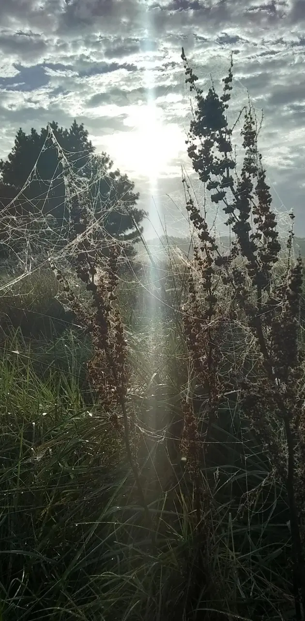 Sunrise and spider web