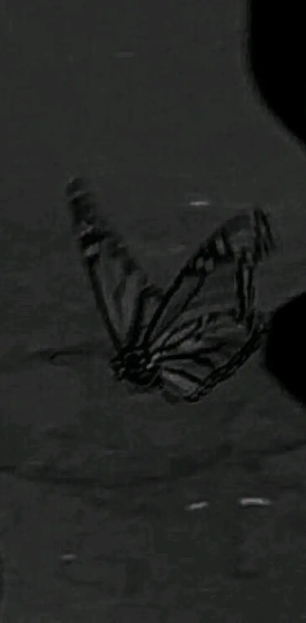 Mariposa astetik dark