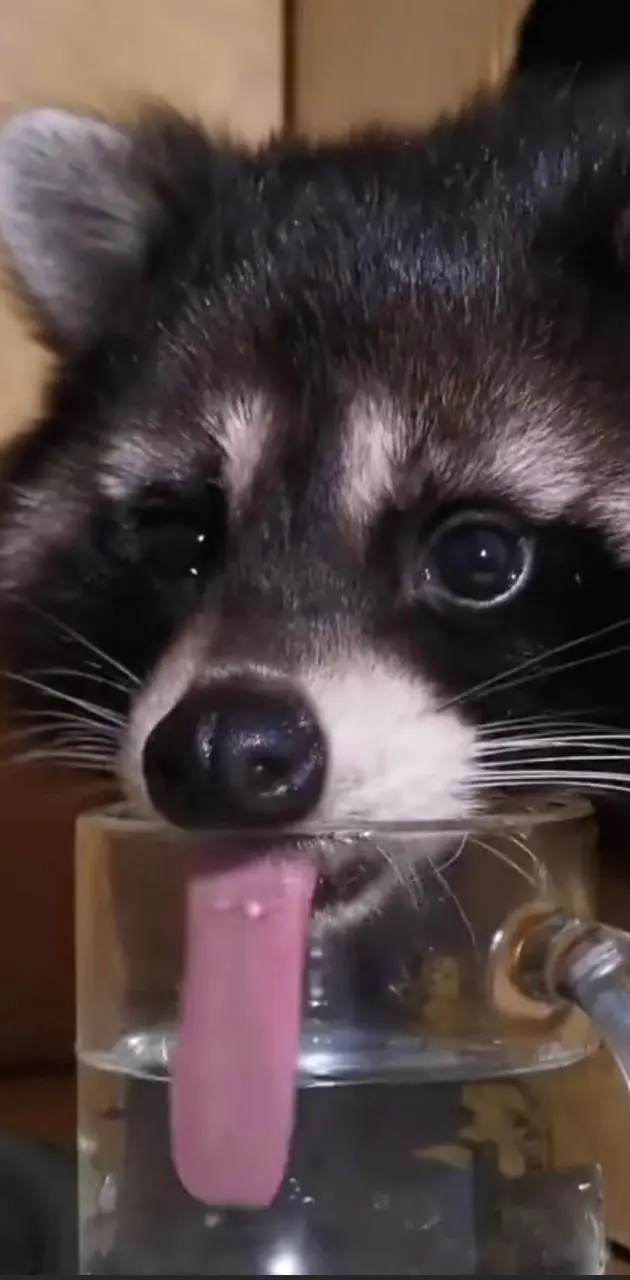 Racoons Cup