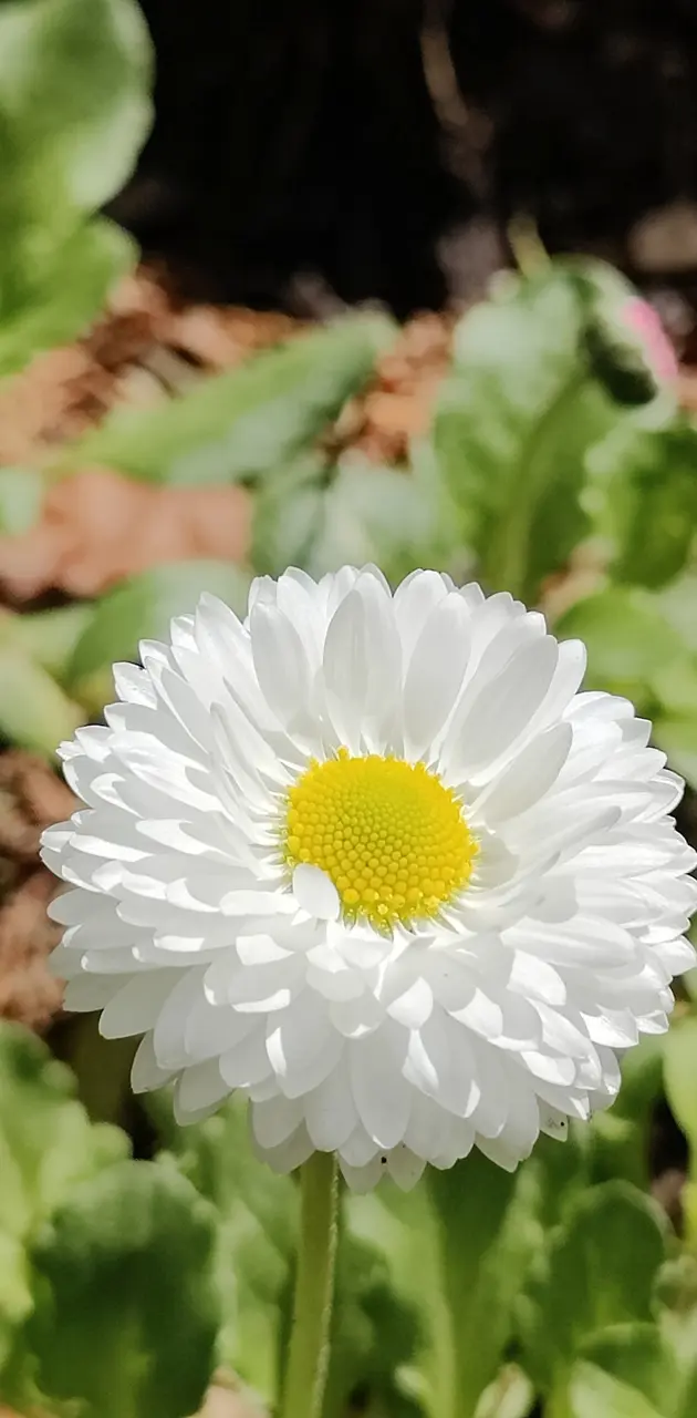 Daisy white