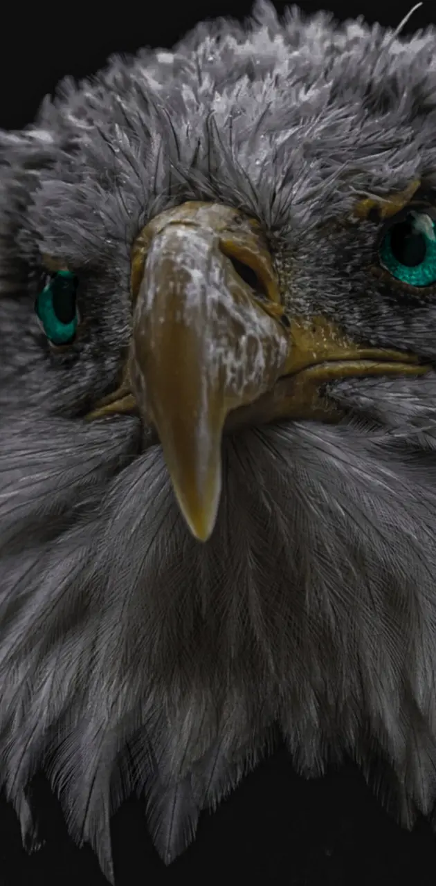 Lightroom eagle