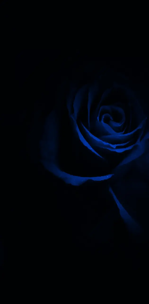 Blue Roses wallpaper by _Savanna_ - Download on ZEDGE™ | f190
