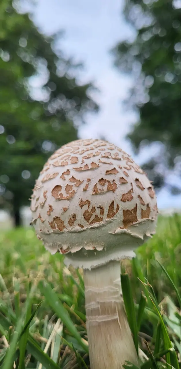 Lone Mushroom