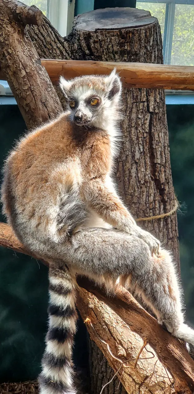 Zoo Lemur