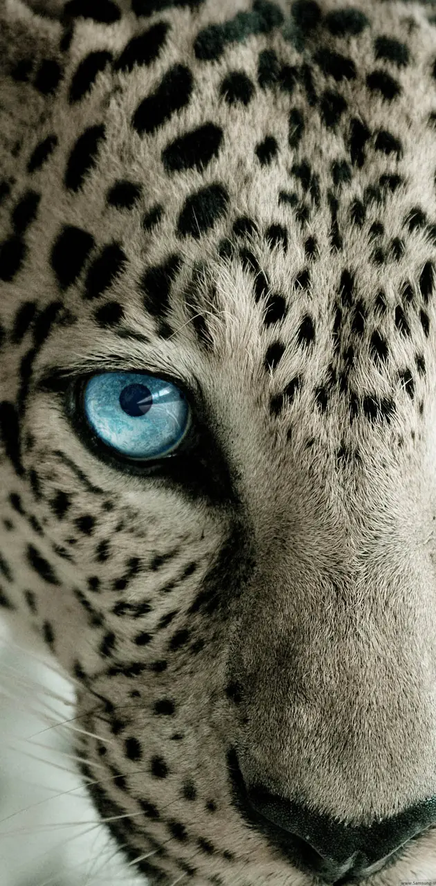 snow leopard background