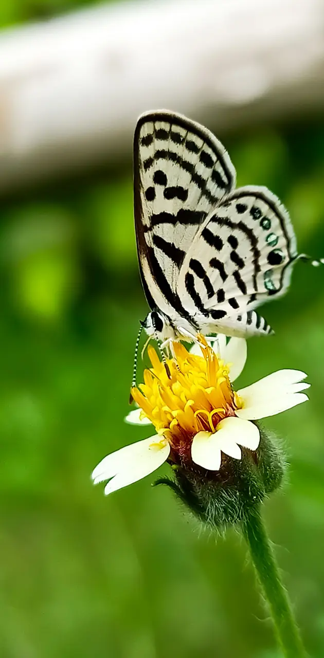 Butterflie 