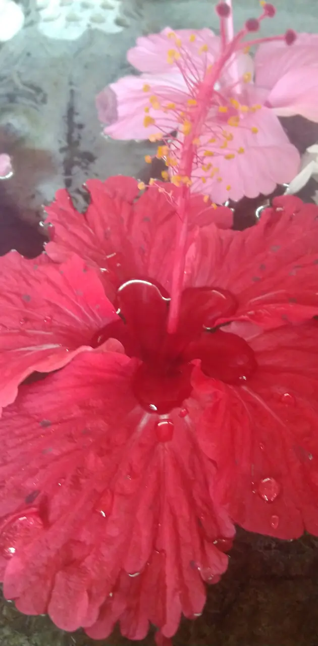 Flower yuva