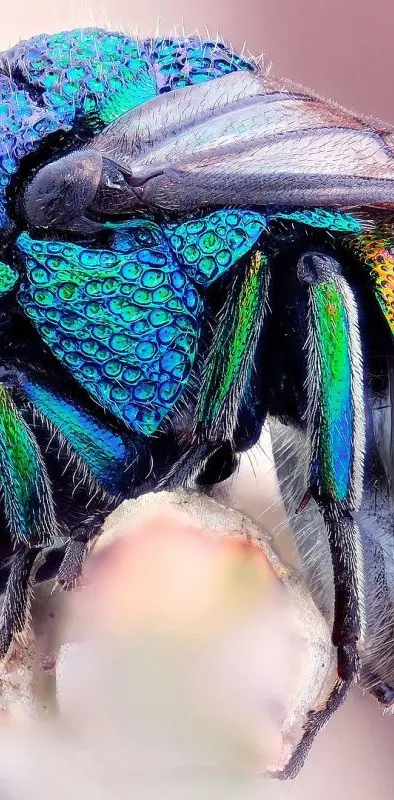 Rainbow Fly