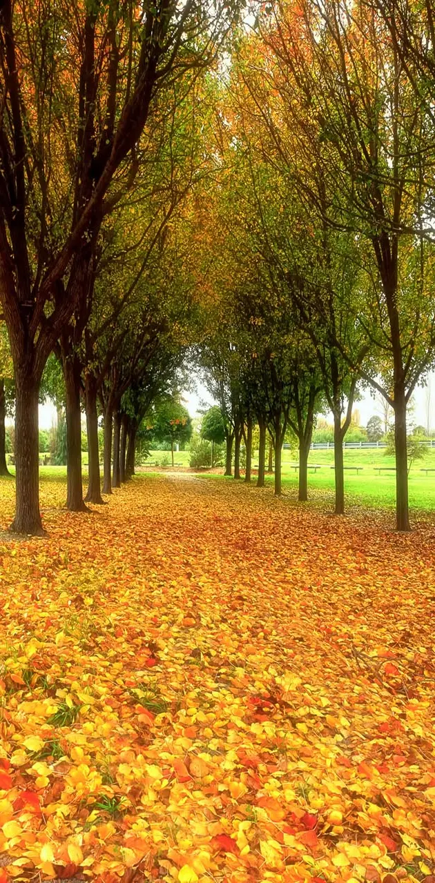 Autumn in the Park