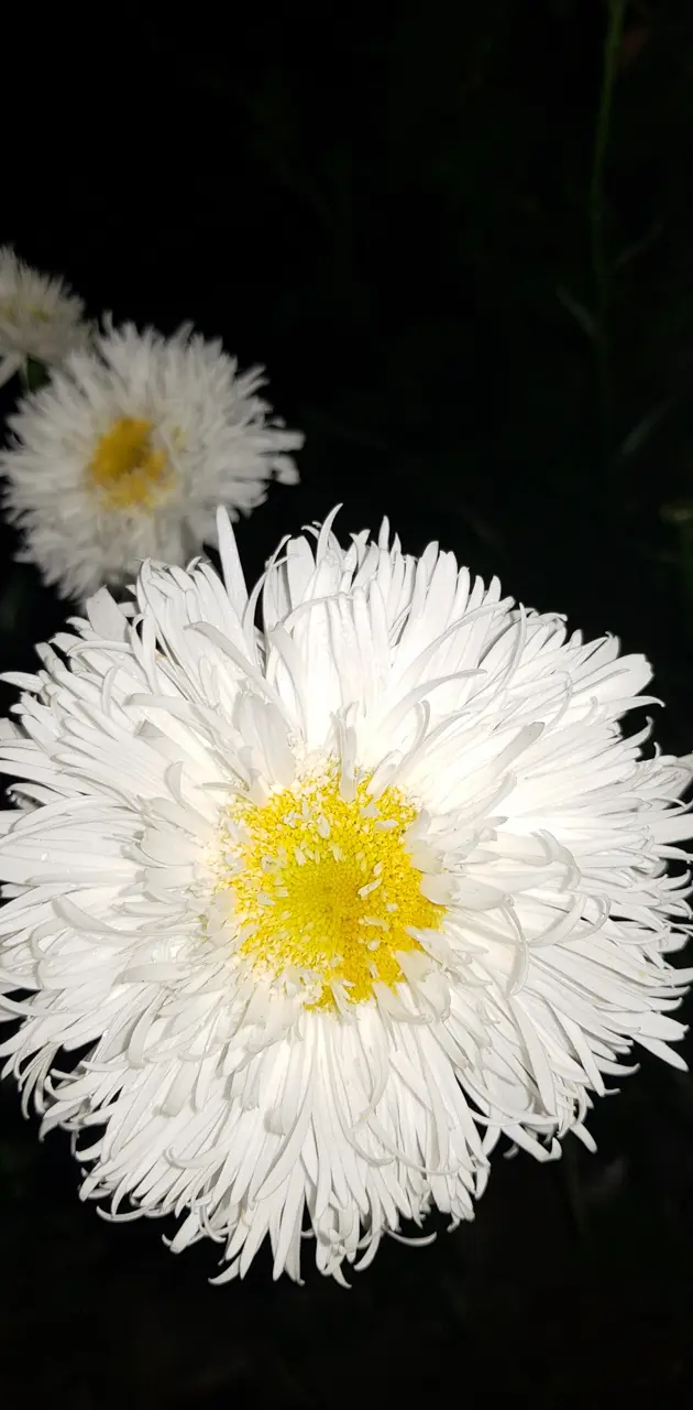 Flor blanca