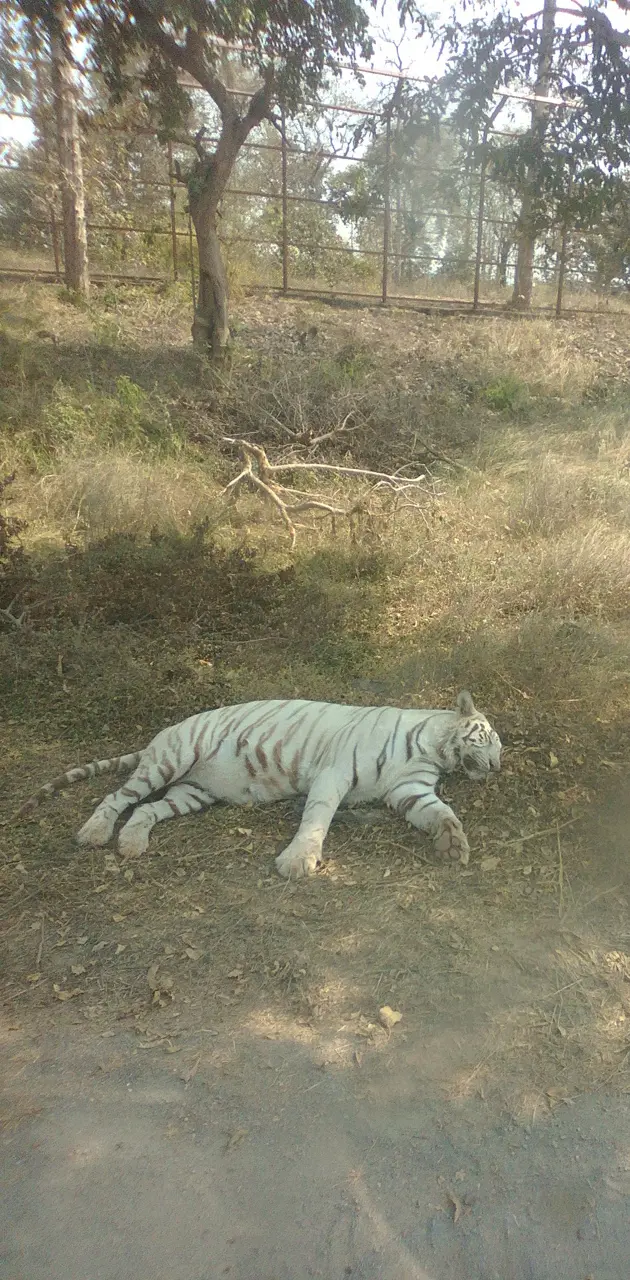 mukundpur tiger