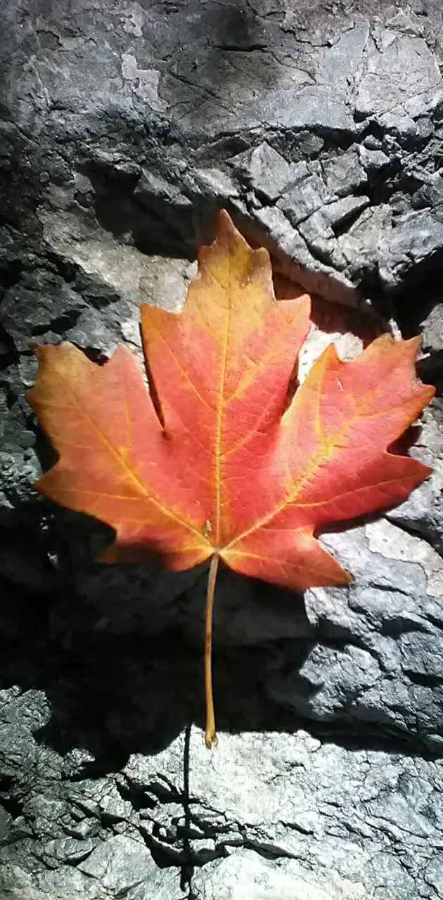 Leaf of Fire