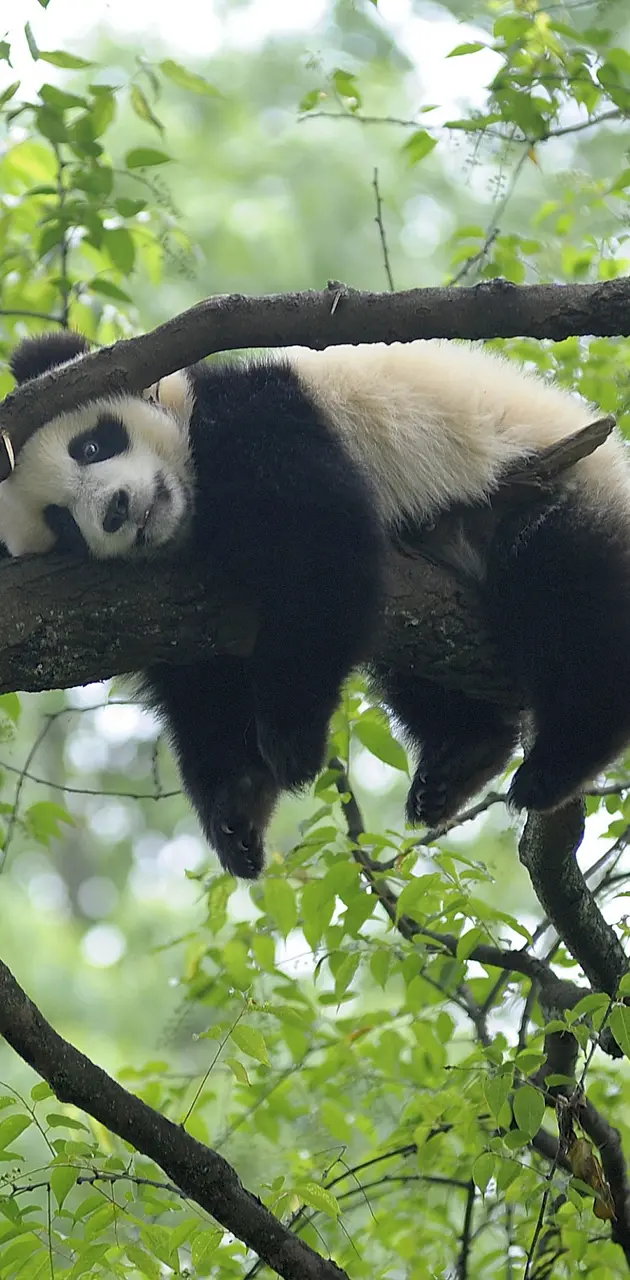 Sleepy Panda