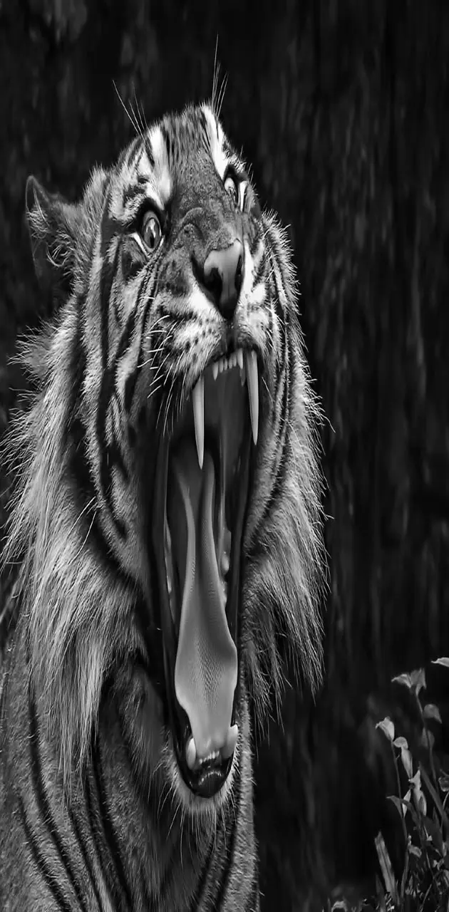 Tiger black N white