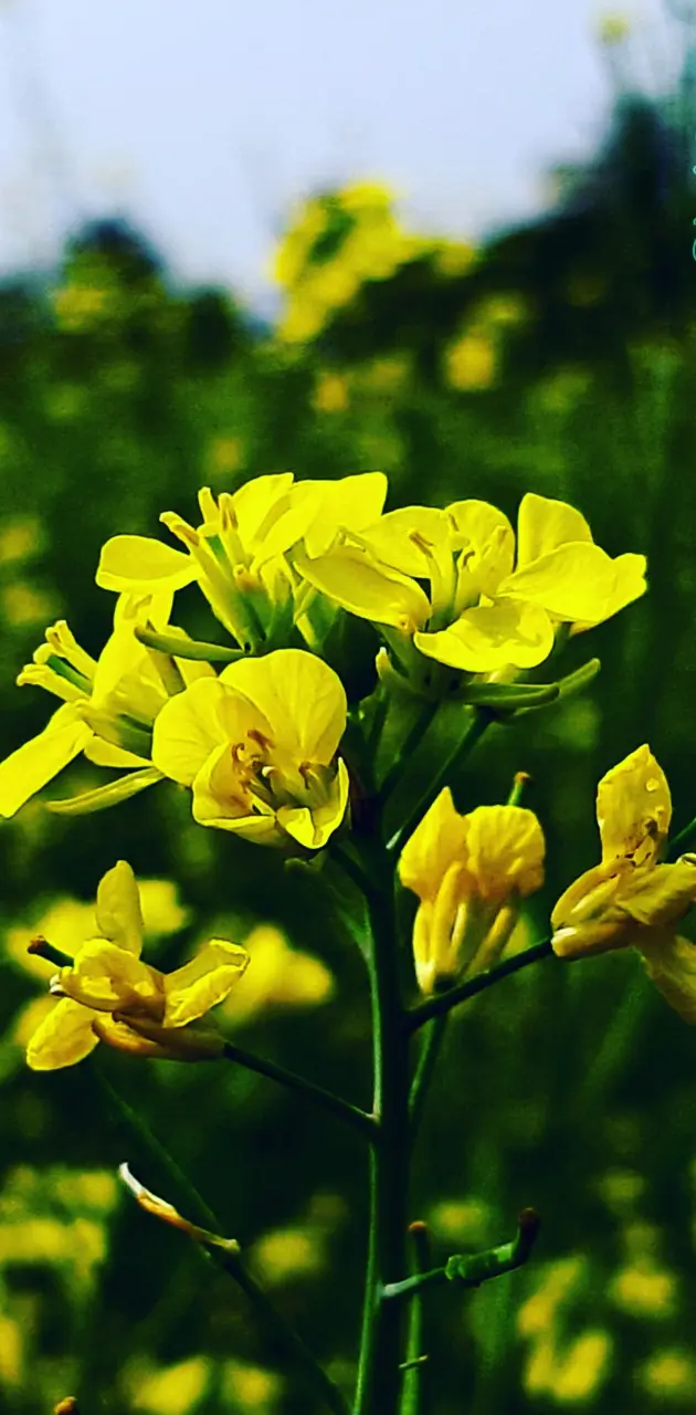 Mustard flower pic