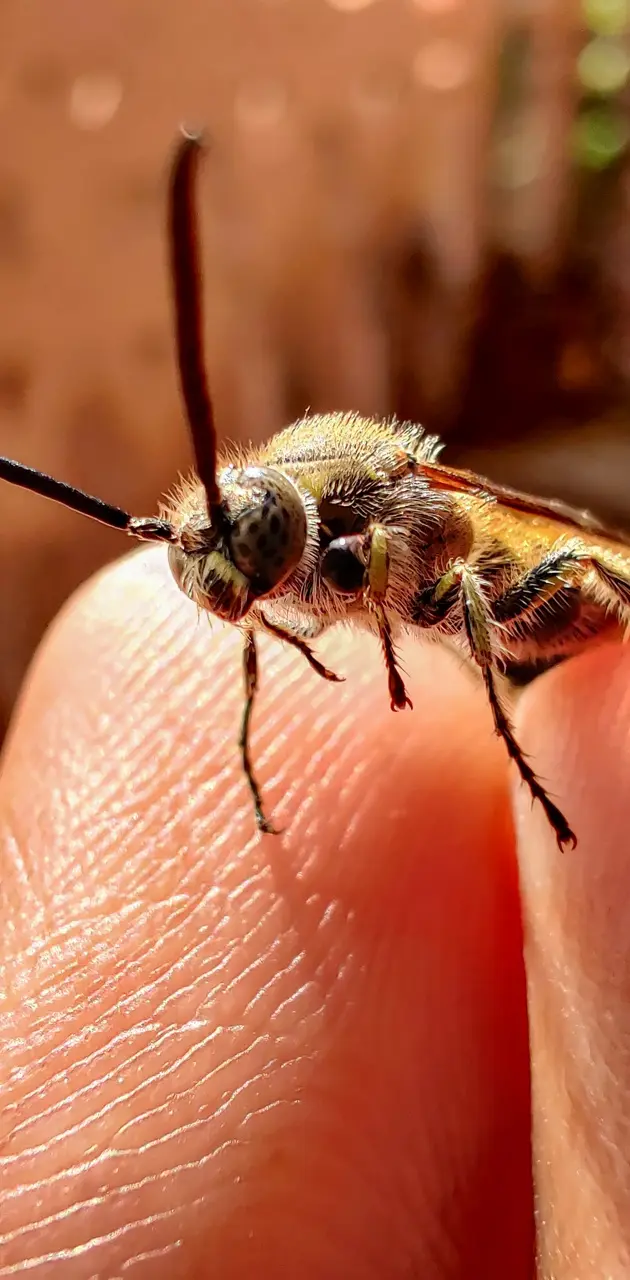Honey bee on hand